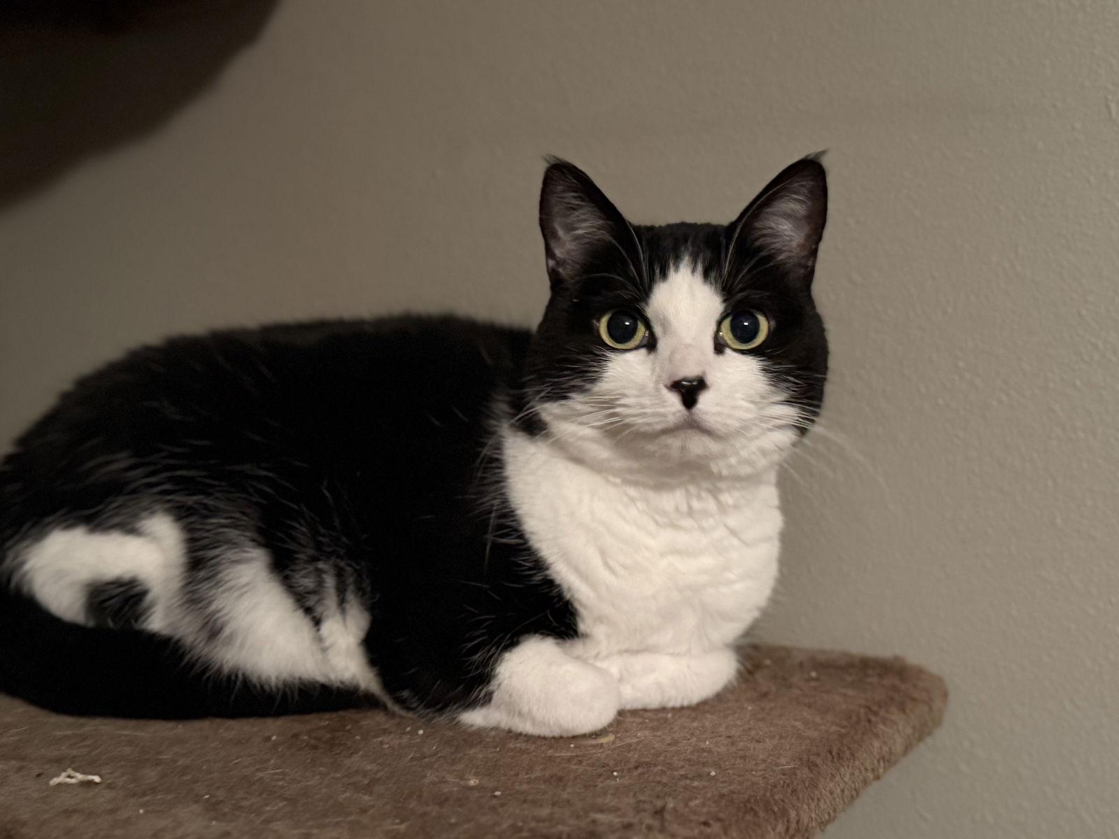 Enlarge Nova, a Adoptable Tuxedo in Fenton, MO image 3/3