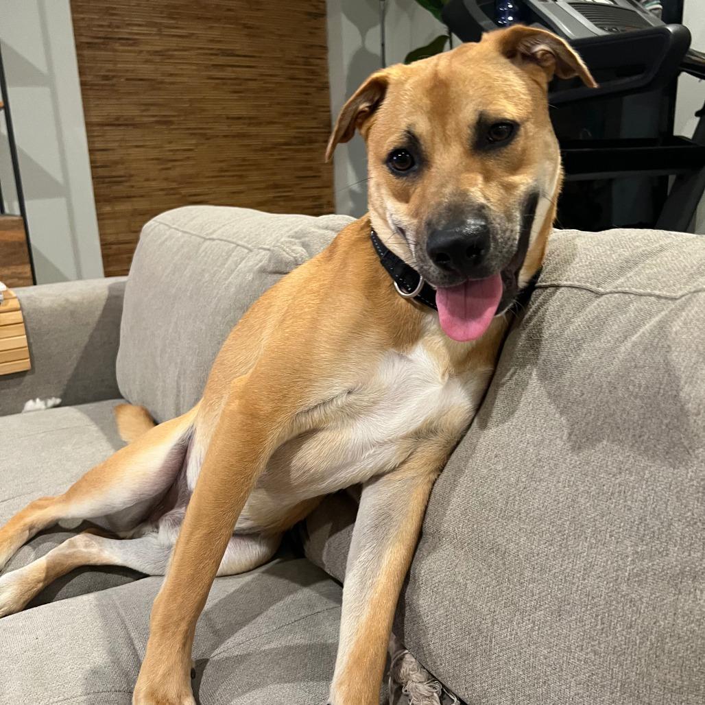 Enlarge Jarvis, a Adoptable mixed breed in Houston, TX image 2/6