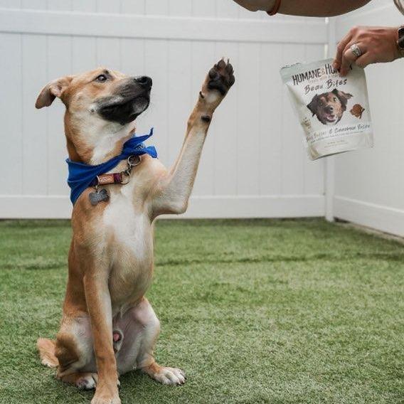 Enlarge Jarvis, a Adoptable mixed breed in Houston, TX image 3/6