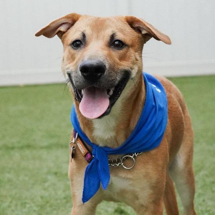 Jarvis, a Adoptable mixed breed in Houston, TX image 1/6