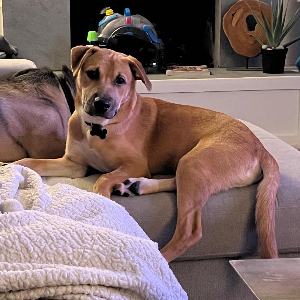 Enlarge Jarvis, a Adoptable mixed breed in Houston, TX image 2/6