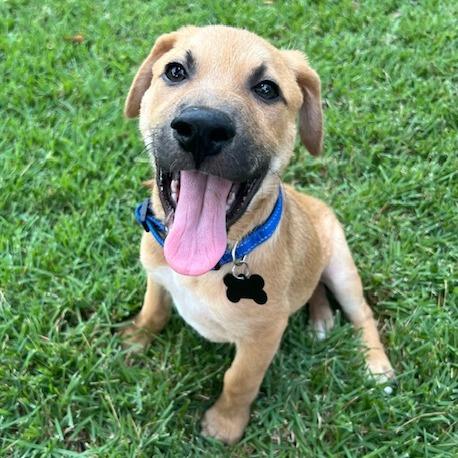 Enlarge Jarvis, a Adoptable mixed breed in Houston, TX image 3/6