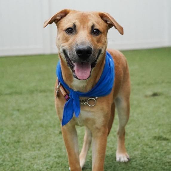 Jarvis, a Adoptable mixed breed in Houston, TX image 3/6