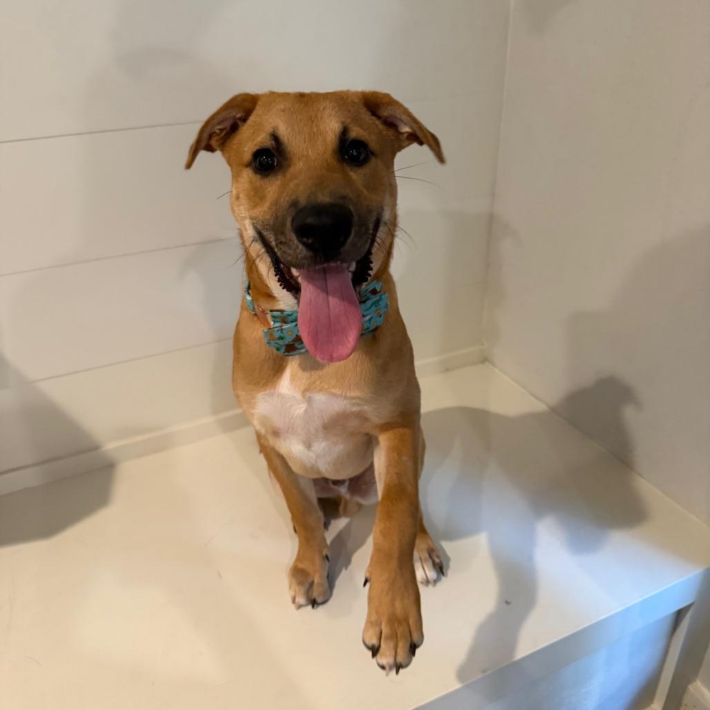 Enlarge Jarvis, a Adoptable mixed breed in Houston, TX image 4/6