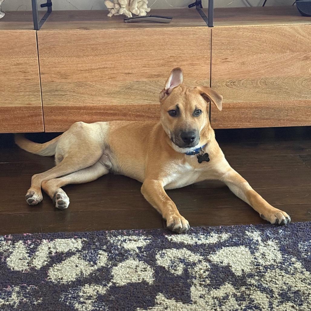 Enlarge Jarvis, a Adoptable mixed breed in Houston, TX image 6/6