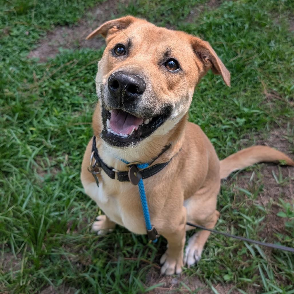 Jarvis, a Adoptable mixed breed in Houston, TX image 6/6