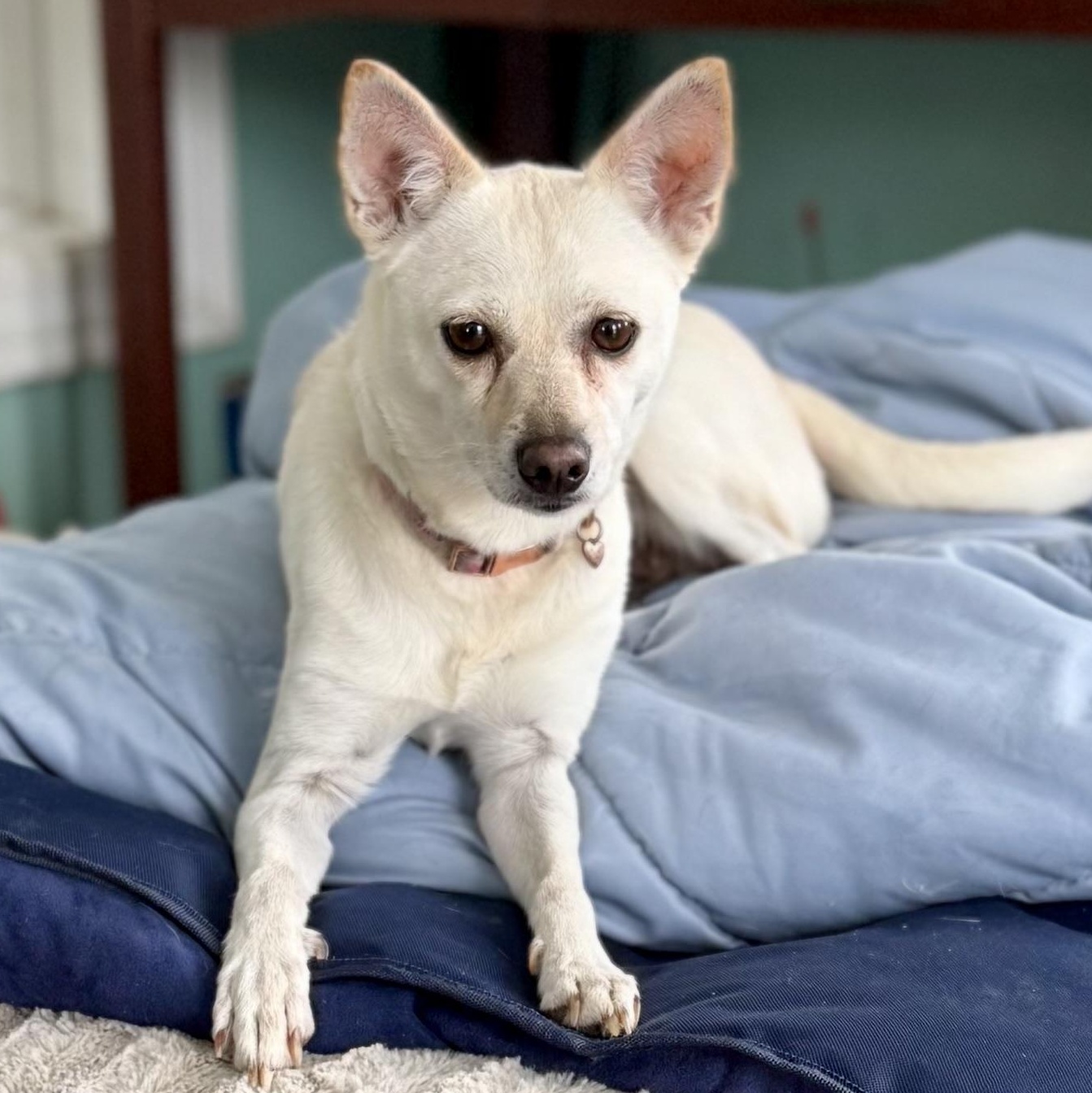 Enlarge Snowy, an adopted mixed breed in Anderson, IN image 1/1
