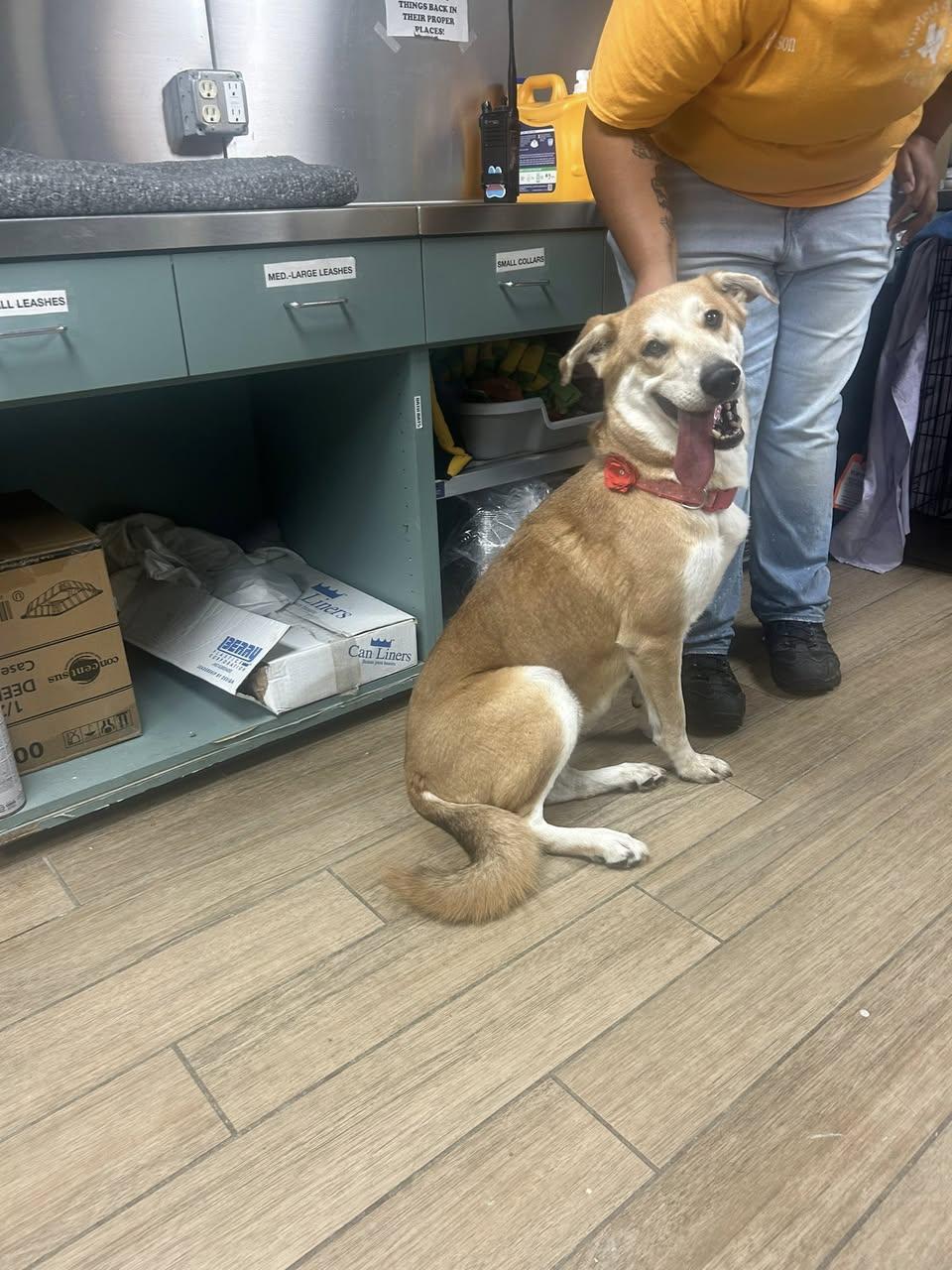 Lizzie, Adopted, Young Female Labrador Retriever.
