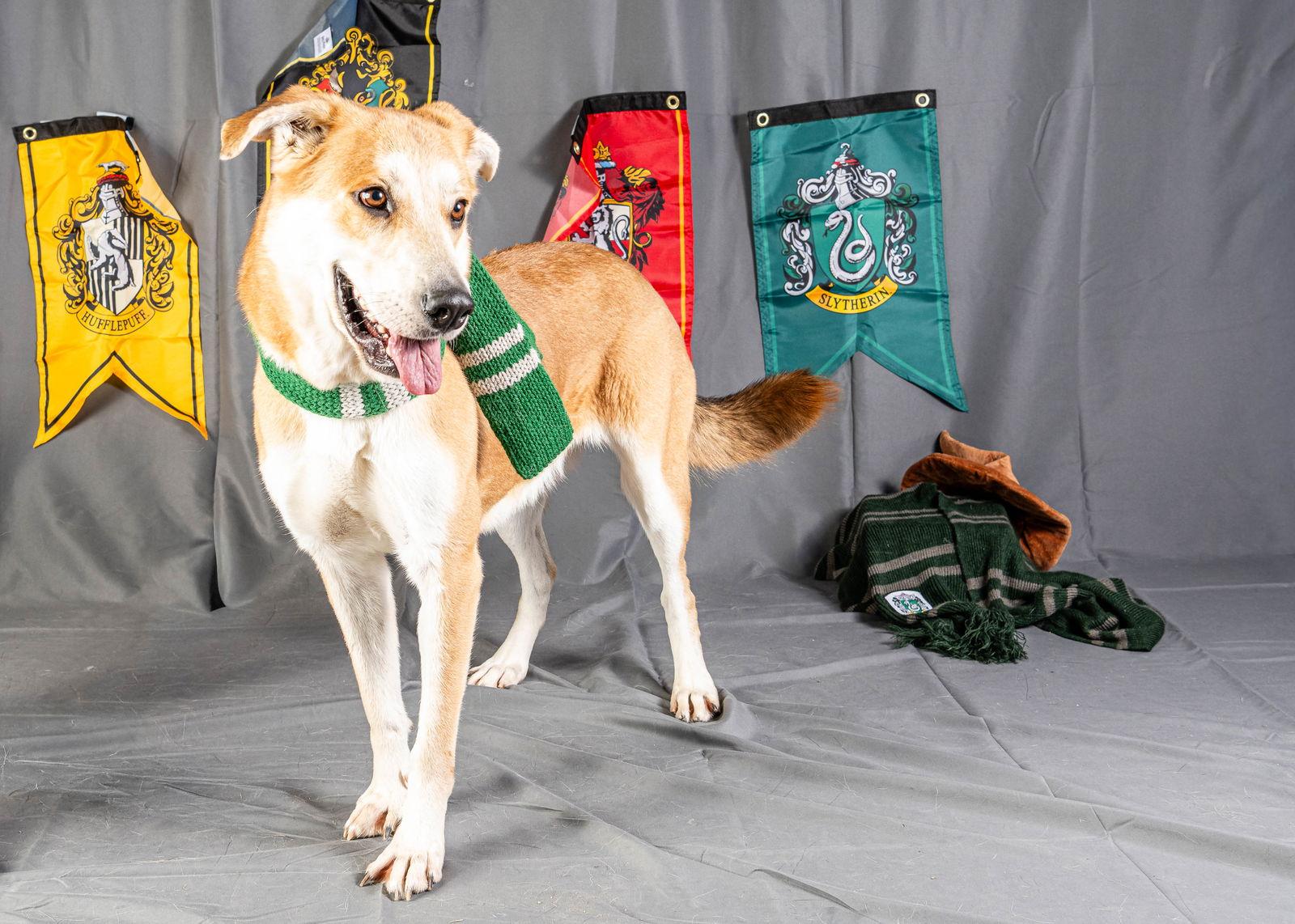 Enlarge Lizzie, a Adopted Labrador Retriever in Rowlett, TX image 3/3