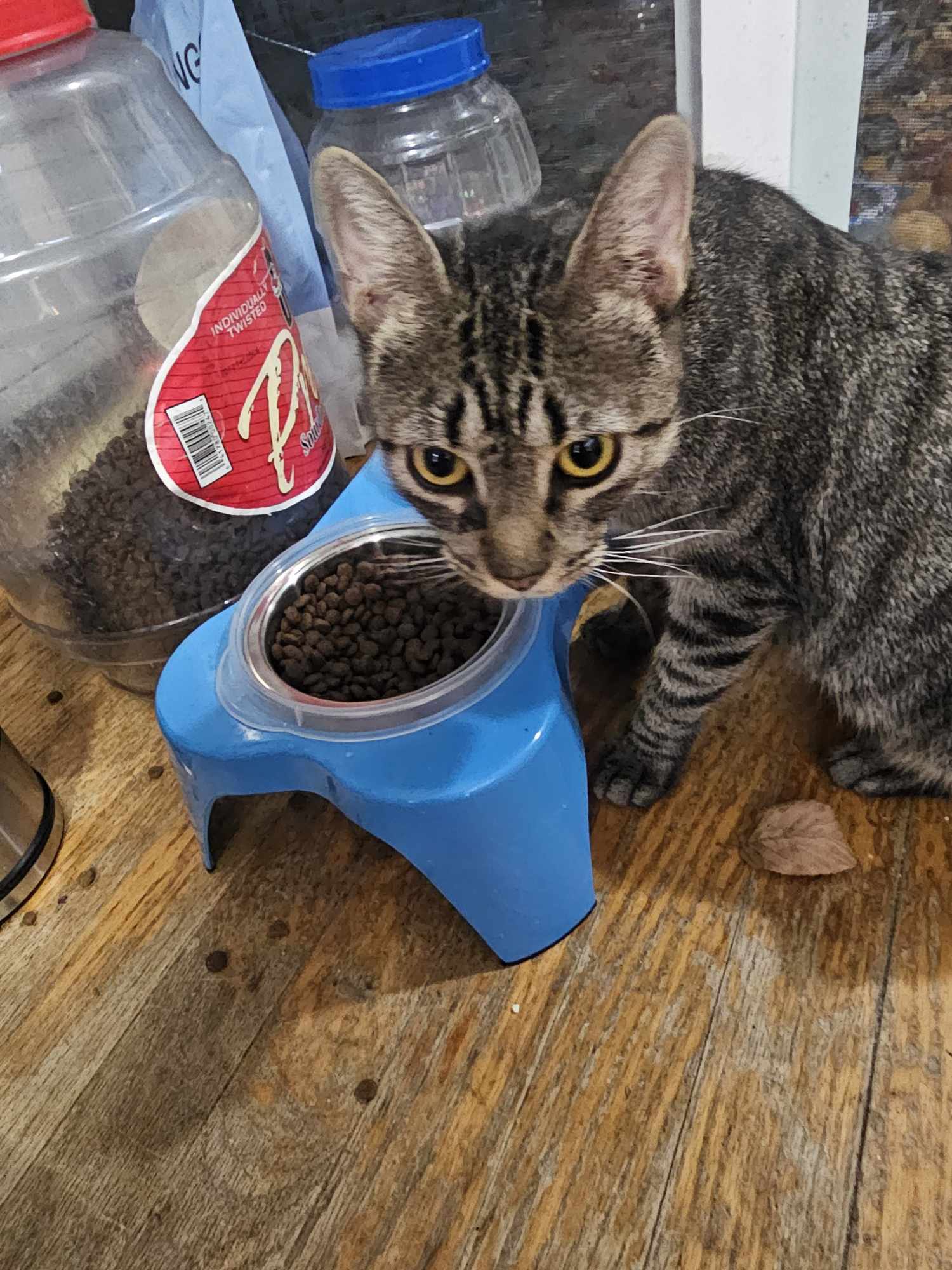 Vanessa, Adult Female Domestic Short Hair