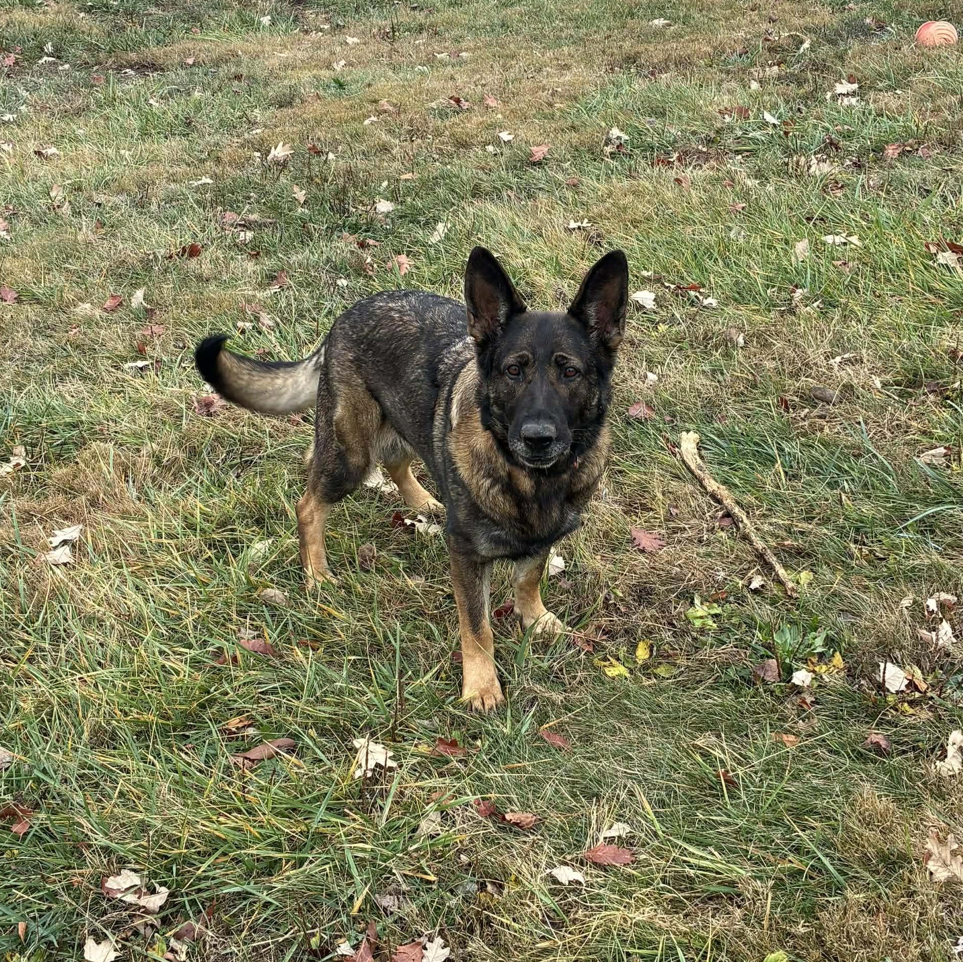 BeeGee, a Adoptable German Shepherd Dog in Petersburg, IL image 2/5