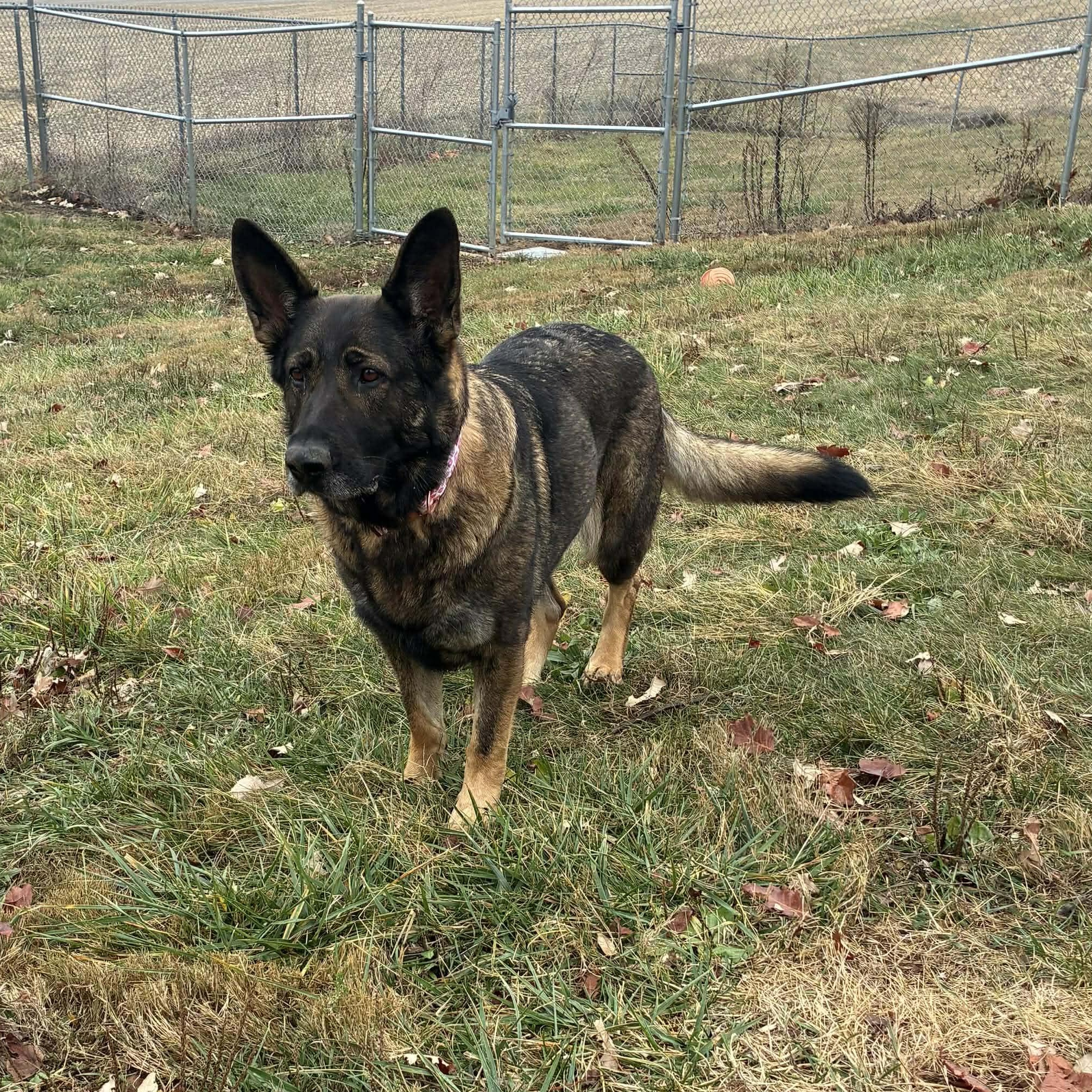 BeeGee, a Adoptable German Shepherd Dog in Petersburg, IL image 4/5