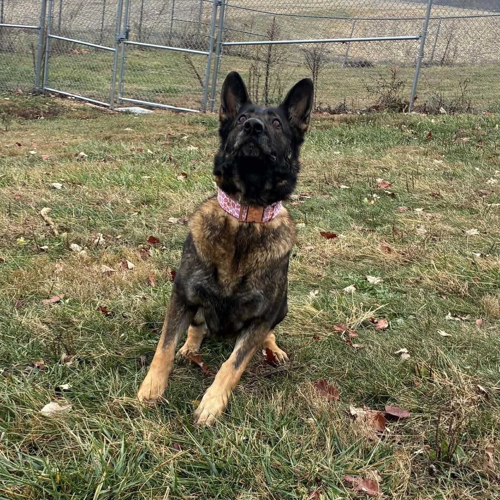 BeeGee, a Adoptable German Shepherd Dog in Petersburg, IL image 3/5
