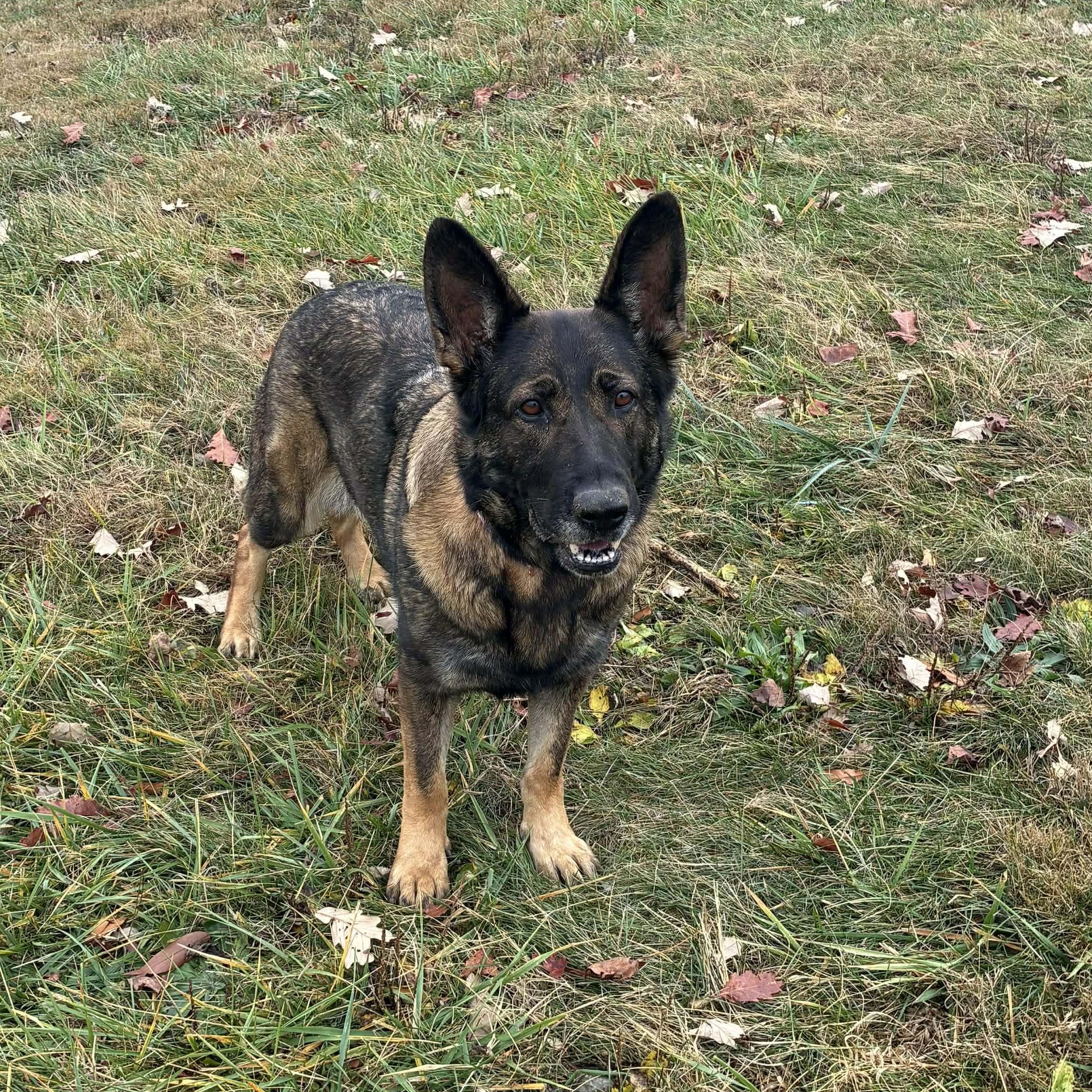 BeeGee, Adoptable, Adult Female German Shepherd Dog.