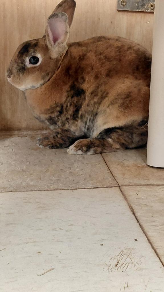 Enlarge Bun Bun, a Adoptable Mini Rex in Cincinnati, OH image 1/1