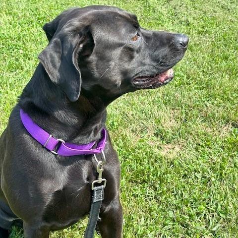 Nalani, a Adoptable mixed breed in League City, TX image 1/4