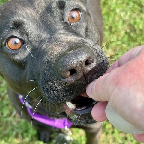 Nalani, a Adoptable mixed breed in League City, TX image 2/4