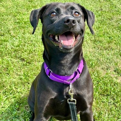 Nalani, a Adoptable mixed breed in League City, TX image 3/4