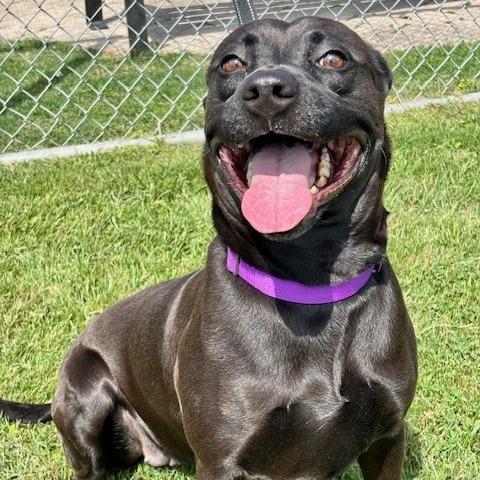 Nalani, a Adoptable mixed breed in League City, TX image 4/4