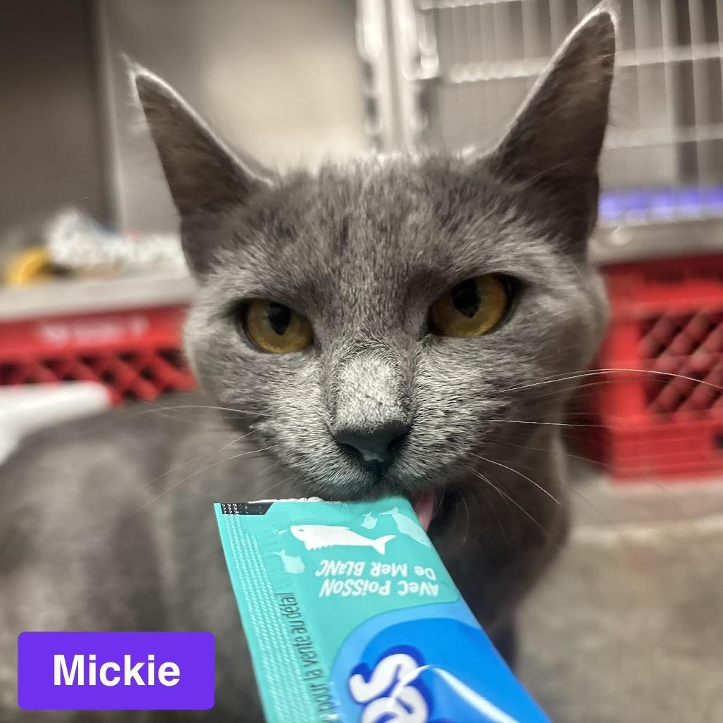 Enlarge Mickie, a Adoptable Domestic Short Hair in Waynesburg, PA image 1/4