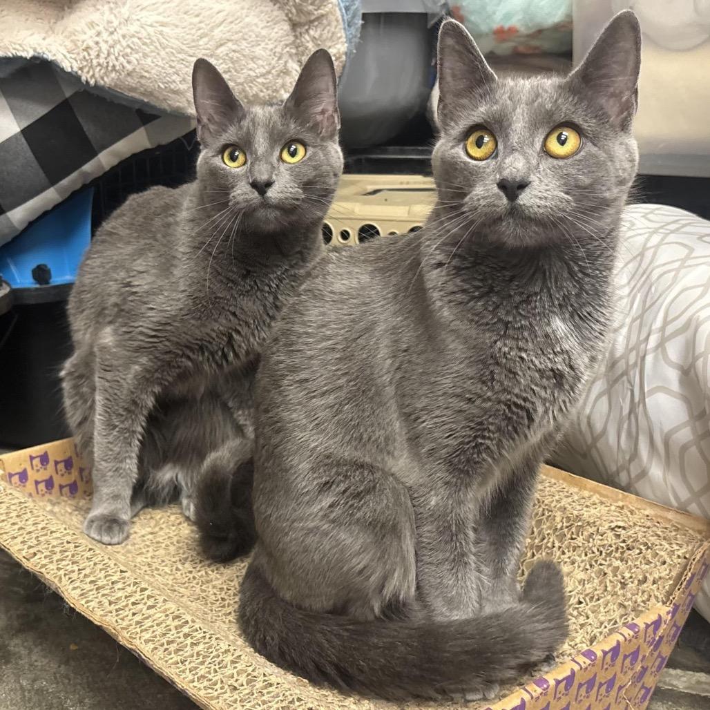 Enlarge Mickie, a Adoptable Domestic Short Hair in Waynesburg, PA image 3/4
