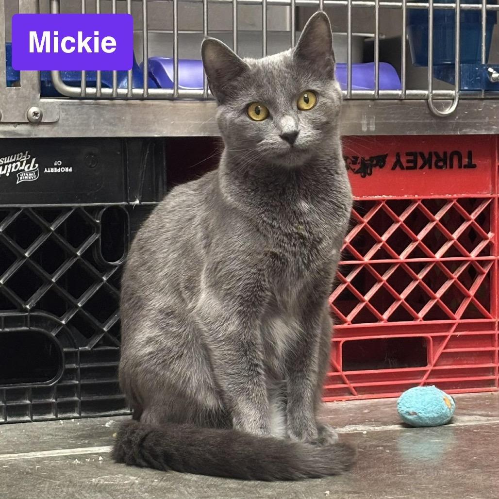 Enlarge Mickie, a Adoptable Domestic Short Hair in Waynesburg, PA image 4/4