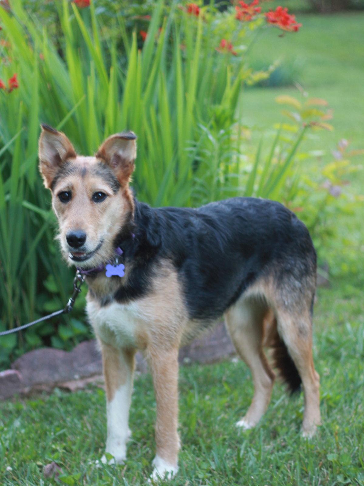 Lacy - MEET ME 7/11 - FREE TO ADOPT!, Adoptable, Adult Female Airedale Terrier & Collie.