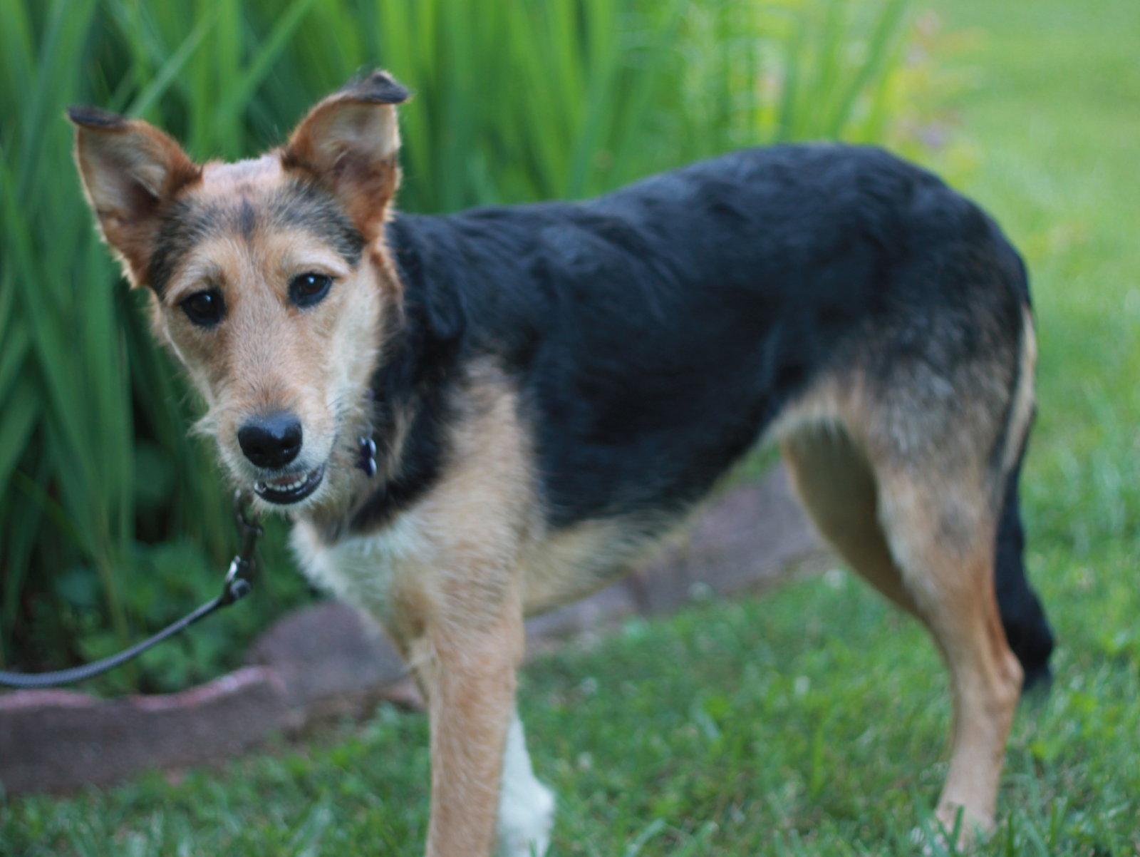 Lacy - MEET ME 7/11 - FREE TO ADOPT!, a Adoptable mixed breed in Cookeville, TN image 2/3