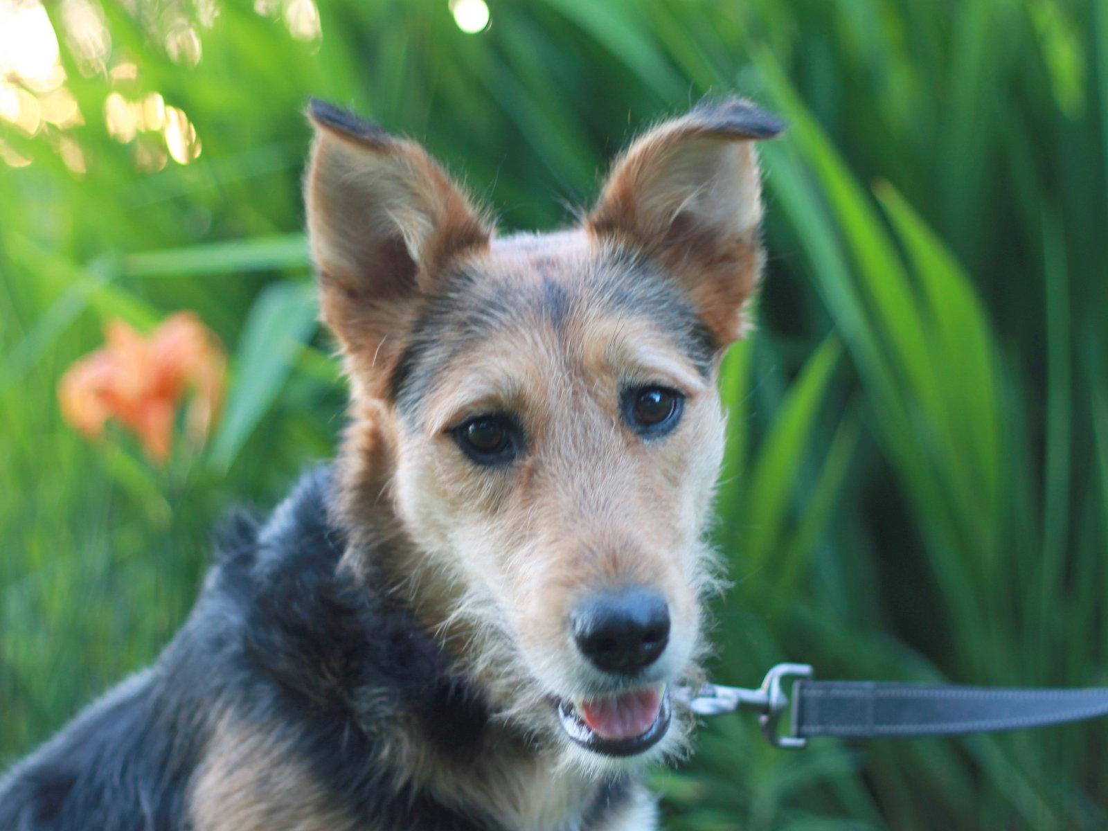 Lacy - MEET ME 7/11 - FREE TO ADOPT!, a Adoptable mixed breed in Cookeville, TN image 3/3