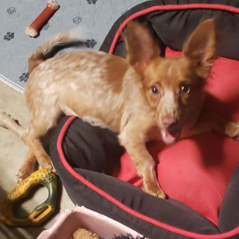 Peanut