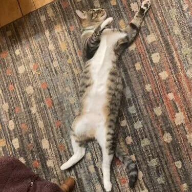 Enlarge Lacie, a Adoptable Domestic Short Hair in Glenfield, NY image 1/3