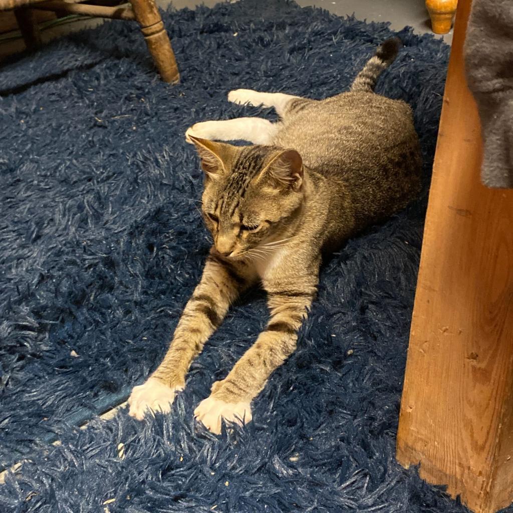 Enlarge Lacie, a Adoptable Domestic Short Hair in Glenfield, NY image 2/3