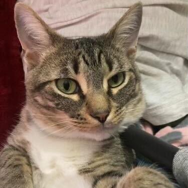 Enlarge Lacie, a Adoptable Domestic Short Hair in Glenfield, NY image 3/3