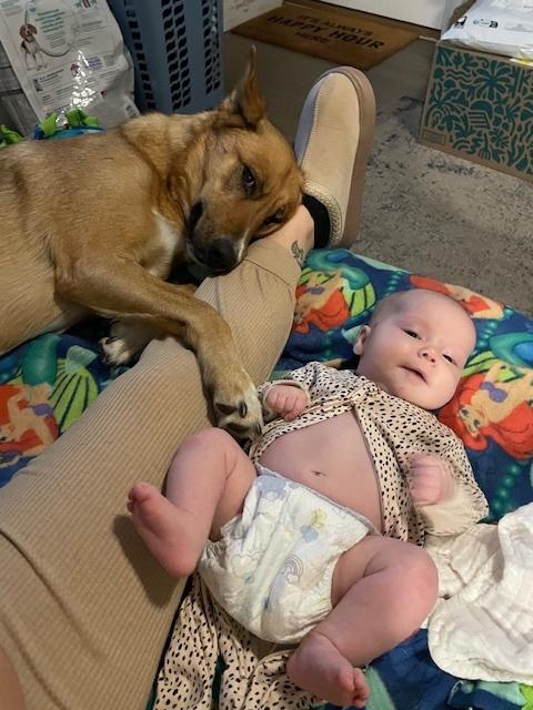 Jeanie, Adoptable, Adult Female Shepherd.