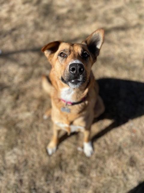 Enlarge Jeanie, a Adoptable mixed breed in Littleton, CO image 2/6