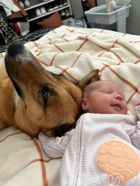 Enlarge Jeanie, a Adoptable mixed breed in Littleton, CO image 4/6