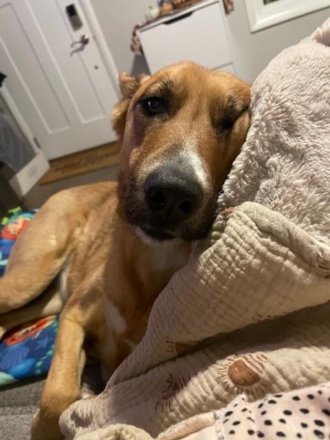 Enlarge Jeanie, a Adoptable mixed breed in Littleton, CO image 6/6