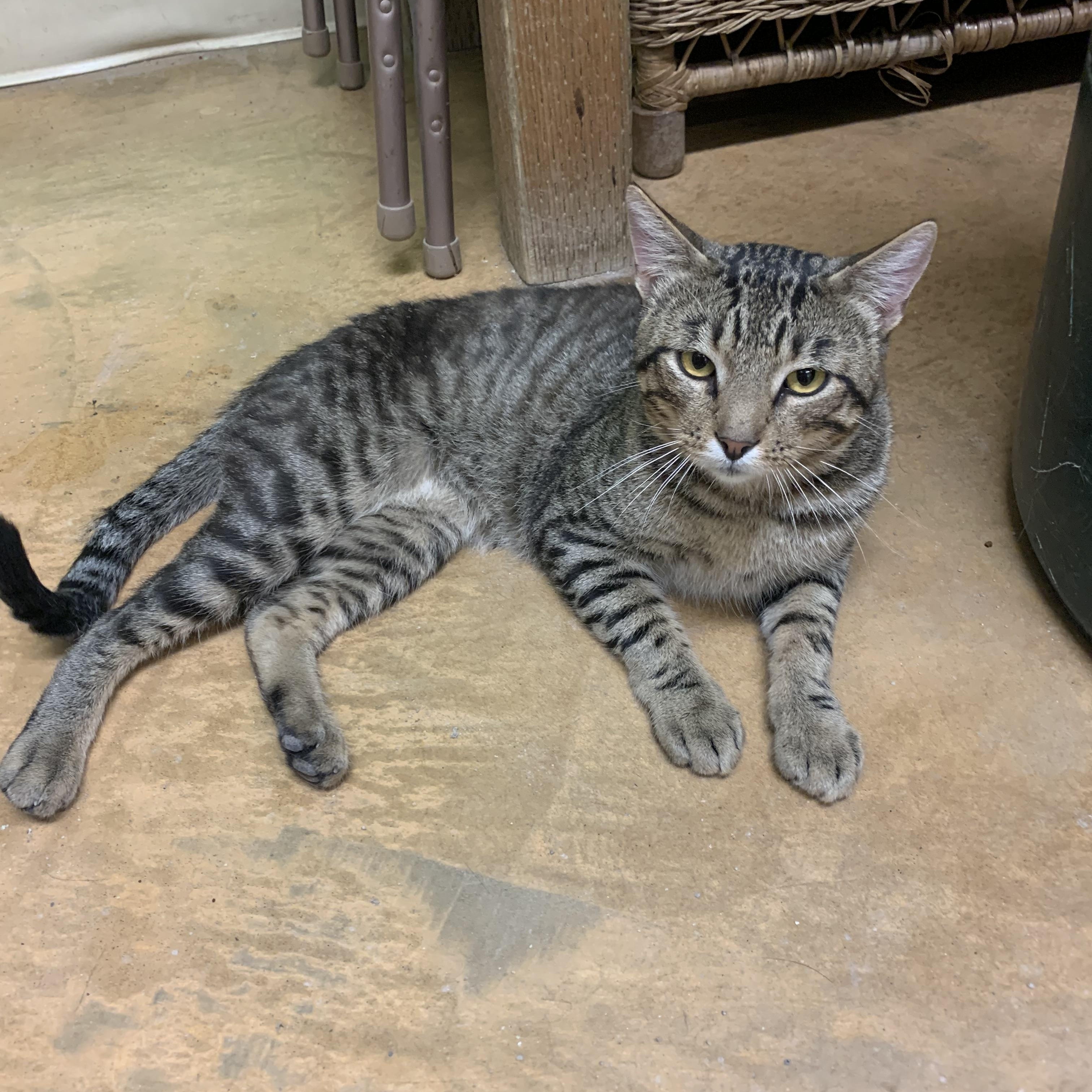 Freya, Adult Male unknown