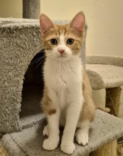 Enlarge Poptart, an adopted Domestic Short Hair in Mokena, IL image 2/4