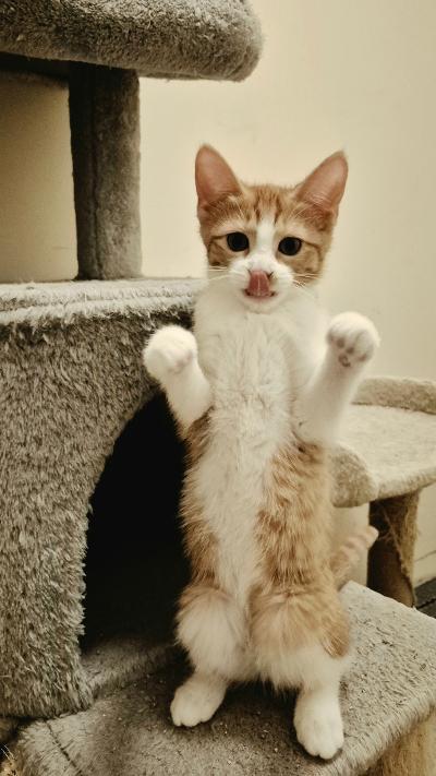 Enlarge Poptart, an adopted Domestic Short Hair in Mokena, IL image 3/4
