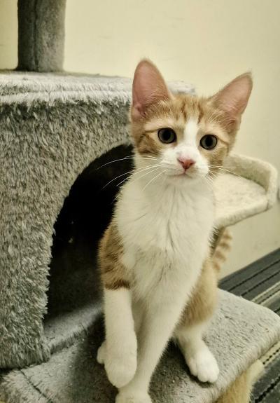 Enlarge Poptart, an adopted Domestic Short Hair in Mokena, IL image 4/4