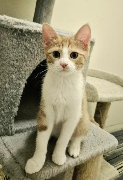 Enlarge Poptart, an adopted Domestic Short Hair in Mokena, IL image 1/4
