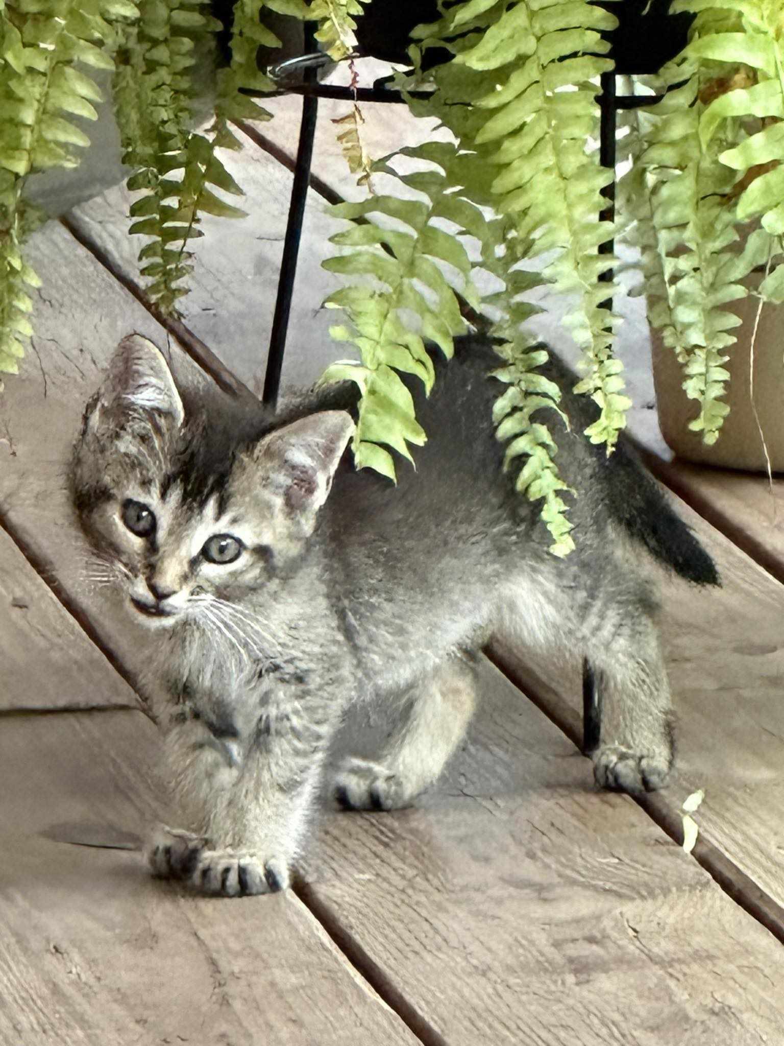 Smokey, a Adopted Domestic Short Hair in Seth, WV image 1/3