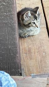 Smokey, a Adopted Domestic Short Hair in Seth, WV image 2/3