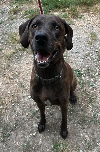 Loki, Adoptable, Adult Male Hound.