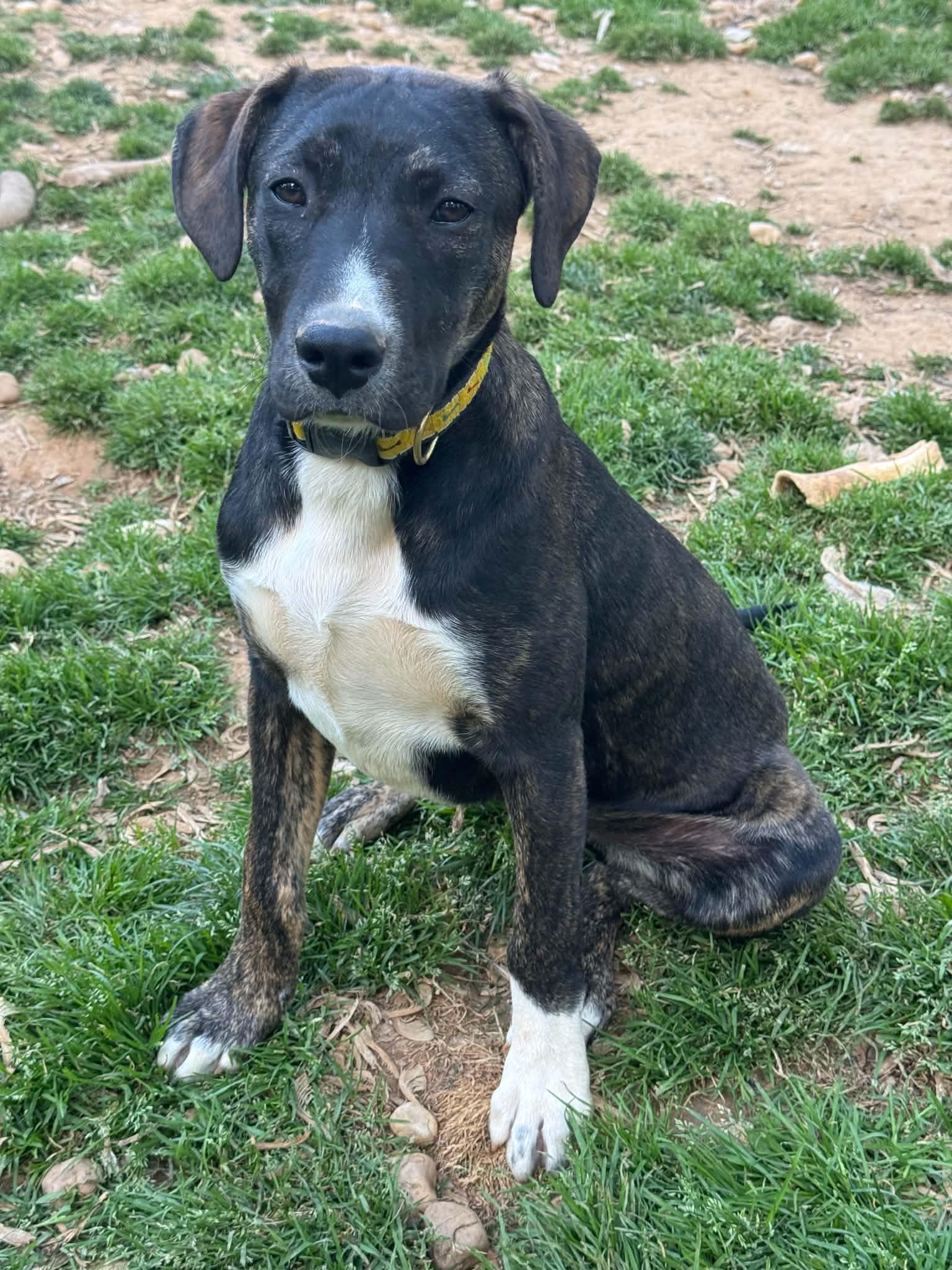 Toad, a Adoptable mixed breed in Jarrettsville, MD image 2/2