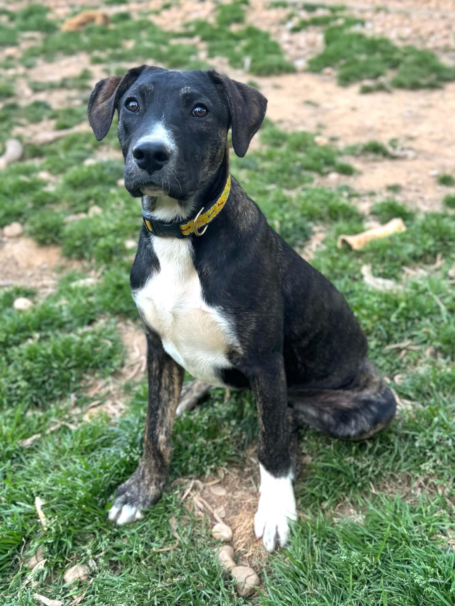 Toad, a Adoptable mixed breed in Jarrettsville, MD image 1/2