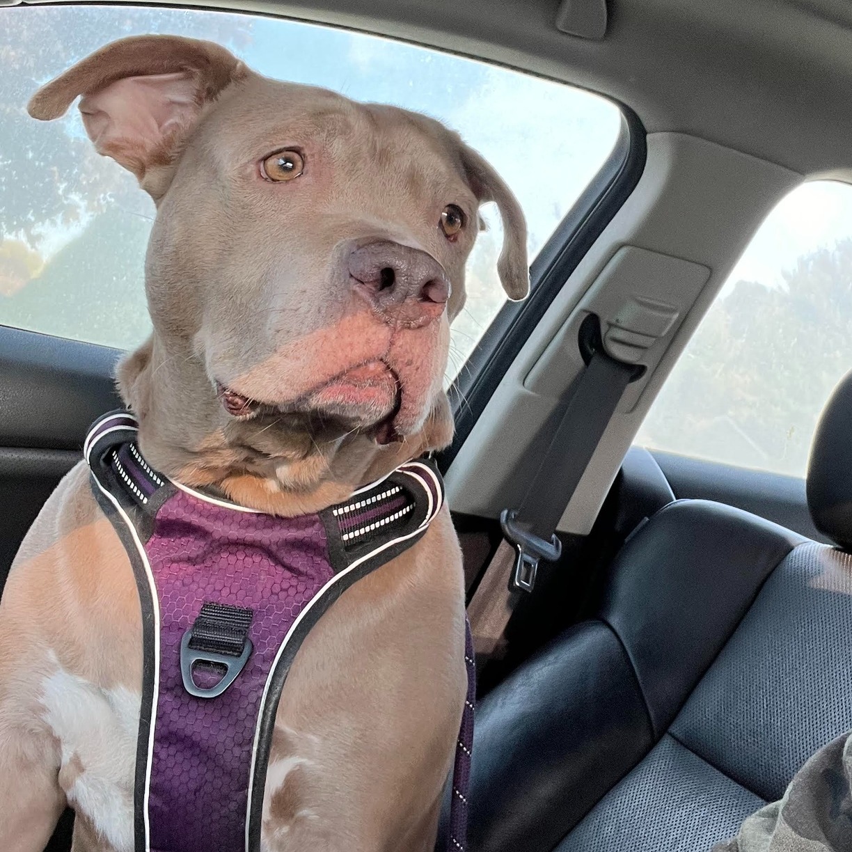 Enlarge Jules: Adopt or Forever Foster, a Adoptable mixed breed in Rochester, NY image 2/5
