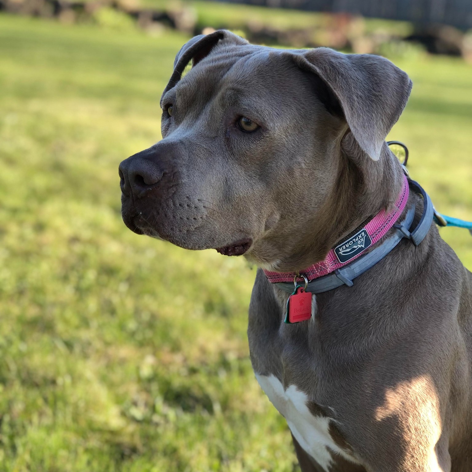 Enlarge Jules: Adopt or Forever Foster, a Adoptable mixed breed in Rochester, NY image 3/5