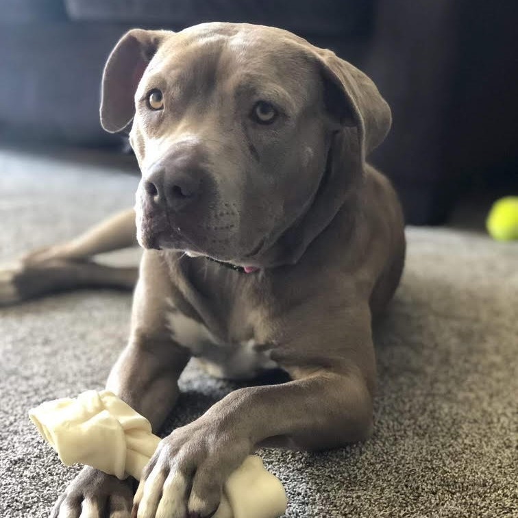 Jules: Adopt or Forever Foster, Adoptable, Senior Female Pit Bull Terrier.